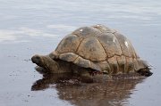  Aldabra Tortoise taking a bath