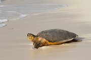  Hawksbill Turtle on her way back down the beach after laying her eggs