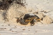  Hawksbill Turtle covering her eggs