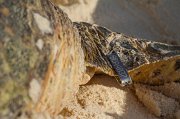  Detail showing tag on front flipper of a Hawksbill Turtle