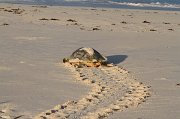  Hawksbill Turtle begins her journey back to the ocean