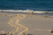  The long track left as a Hawksbill Turtle returns to the ocean