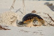  Hawksbill Turtle covering her eggs