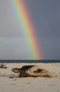  A rainbow in the background as a Hawksbill Turtle makes her way across the sand