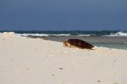  Hawksbill Turtle on her way up the beach to lay her eggs