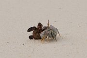  Newly hatched Hawksbill Turtle predated by a Horned Ghost Crab
