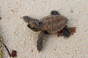  Hawksbill Turtle hatchling on its way to the Indian Ocean