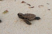  Hawksbill Turtle hatchling on its way to the Indian Ocean