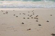  Newly hatched Hawksbill Turtles on their way to the Indian Ocean