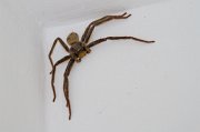  Huntsman Spider