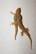  Pacific House Gecko