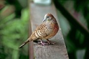  Barred Ground Dove