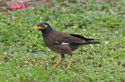  Common Myna