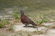  Madagascar Turtle Dove