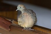  Barred Ground Dove