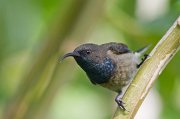  Male Seychelles Sunbird
