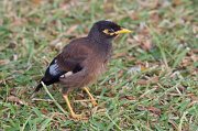  Common Myna