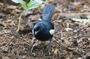  Seychelles Magpie-robin