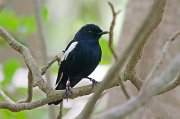  Seychelles Magpie-robin