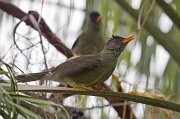  Seychelles Bulbul
