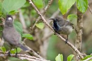  Male Seychelles Sunbird