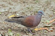  Madagascar Turtle Dove