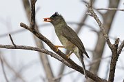  Seychelles Bulbul
