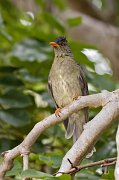  Seychelles Bulbul