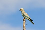  European Roller