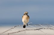  Desert Wheatear