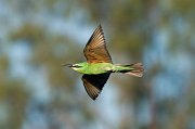  Blue-cheeked Bee-eater