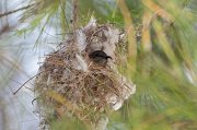  Seychelles Sunbird in its nest