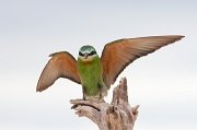  Blue-cheeked Bee-eater