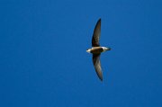  Alpine Swift