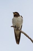  Barn Swallow