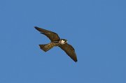  Eurasian Hobby