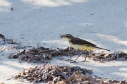  Yellow Wagtail