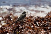  Grey Wagtail