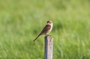  Red-backed Shrike