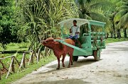  Tourist transport on la Digue