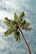  Coconut palm, la Digue