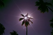  Sun shining through a coconut palm, Desroches