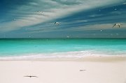  Sooty Terns over the beach on Bird Island