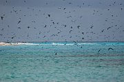  A mass of Sooty Terns off the coast of Bird Island