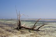 Remains of a tree in the water at Pass Coco, Bird Island