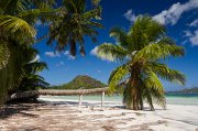  Coconut Palm, Anse Volbert, Praslin