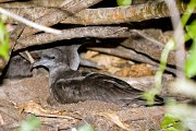  Wedge-tailed Shearwater