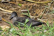  Wedge-tailed Shearwater