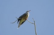  Red-footed Booby