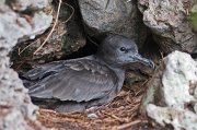  Wedge-tailed Shearwater